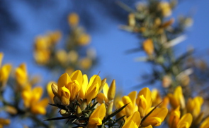Blüten. © hotblack/morguefile.com